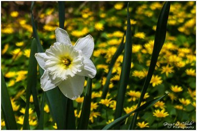 Daffodil Days:  'Wild' Daffodil