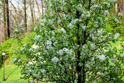 It's Bradford Pear Blooming Time