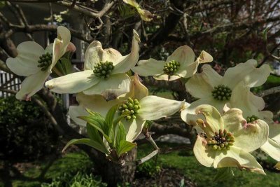 Dogwood Days Are Here! #2