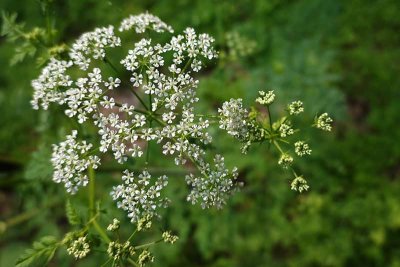 It's June - Time for Queen Anne's Lace!
