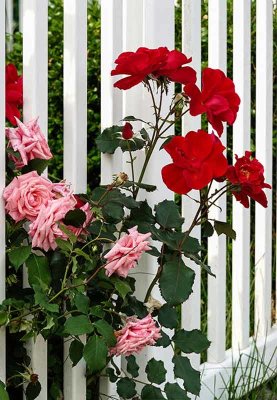 It's June - Time for Roses!