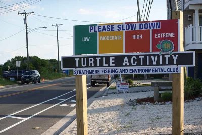 Extreme Turtle Activity