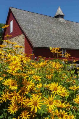 Black Eyed Susan's and the Great Barn