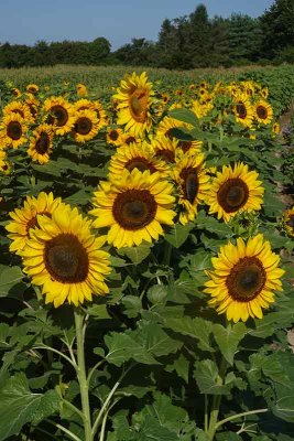 Sunflowers at No Frills Farm #3
