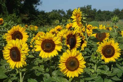 Sunflowers at No Frills Farm #2
