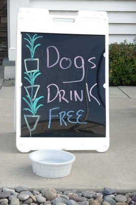 Dogs Drink Free in Avalon!