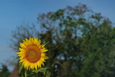 A Sunflower Field