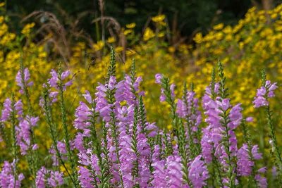 A Field of Wildflowers #2