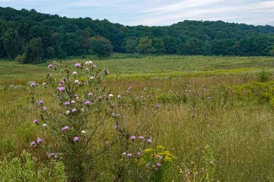 This Historic Open Space at Valley Forge NP