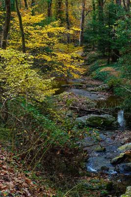 Color at the Stream