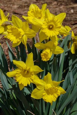 Brilliant Daffodils