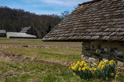 Springhouse Daffodils at Andrew Wyeth's Home