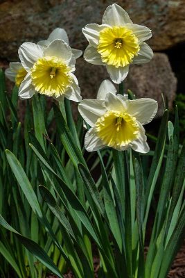 Daffodils & Boulders