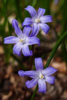 Ground Cover Blooms 1 of 2