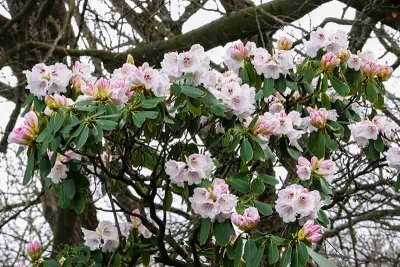 The Rhodies are Coming! 1 of 2