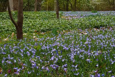 The Beautiful Blue Ground Cover 4 of 4