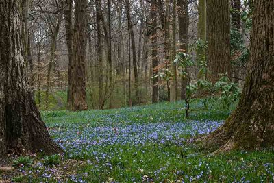 The Beautiful Blue Ground Cover 3 of 4