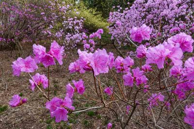 Some Azaleas are Starting to Bloom!