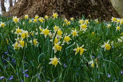 Daffodils by the Large Trees