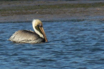 Pelican at Tigertail Beach