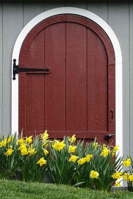 Daffodils by the Shed Door