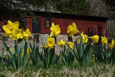 Red Barn and Daffodills