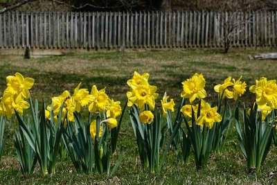 Picket Fence and Daffodils
