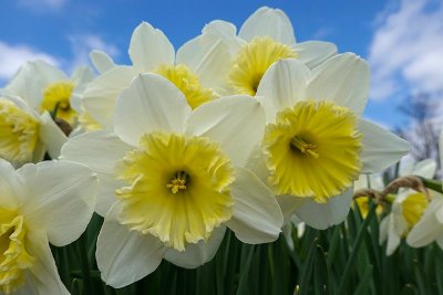You Know I Love Daffodils!