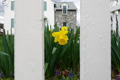 Picket Fence Daffodils #1 of 2