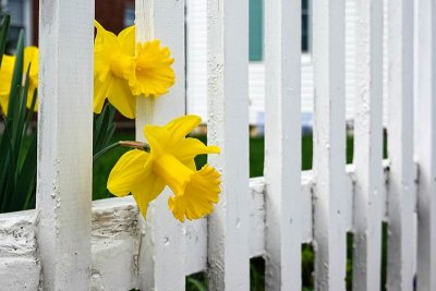 Picket Fence Daffodils #2 of 2