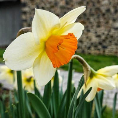 Daffodil Season Continues