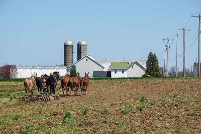 It's Plowing Time in Amish Country