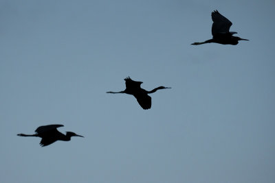 February 15, 2020 Everglades