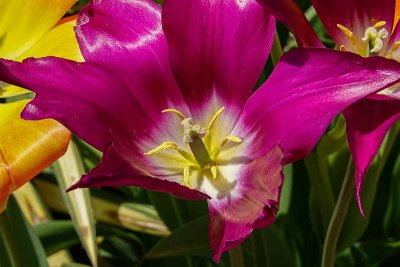 Tulip Closeups #5 of 5