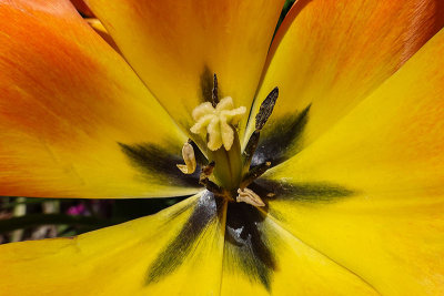 Tulip Closeups #2 of 5