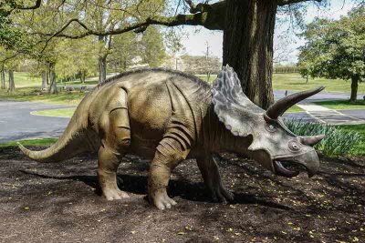 Triceratops Found in Delaware