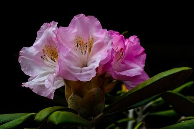 A Beautiful Rhododendron