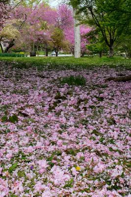 The Pink Carpet in Marshall Park