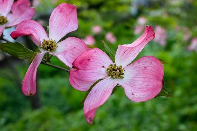It's Pink Dogwood Time