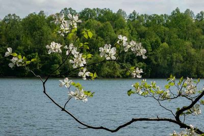Dogwoods Over the Lake #2 of 2