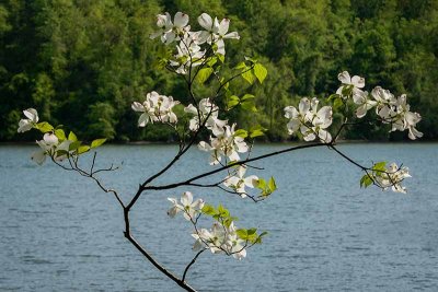 Dogwoods Over the Lake #1 of 2