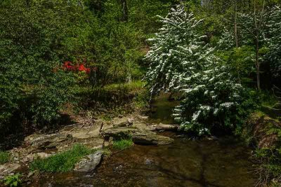 A Natural Creek Scene