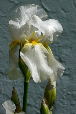 The White Iris