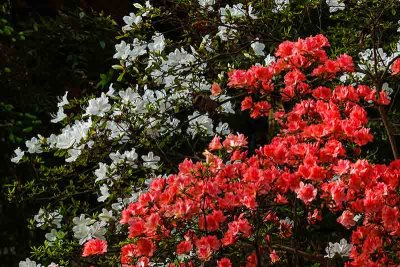 The Azaleas are Bursting with Color