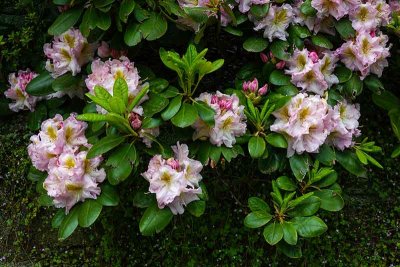 A Wall of Rhododendron #1 of 3