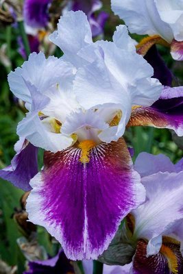 The Purple Iris