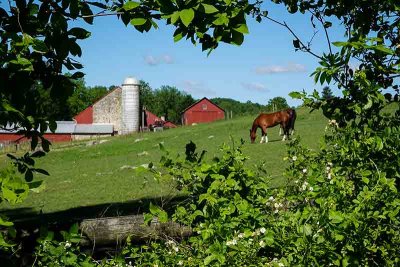 Horse Farm Along Route 282