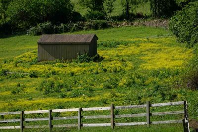 Engulfed in Buttercups