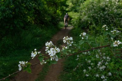 Mountain Bikers on the Trail