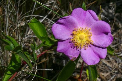 The Wild Rose of the South Jersey Marshlands